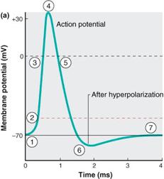Action potentials ~100mV An action potential is an all-or-none sequence of changes in membrane potential