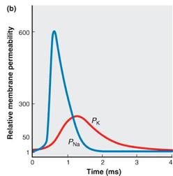 Action potentials result from an all-or-none sequence of changes in ion permeability due to the operation