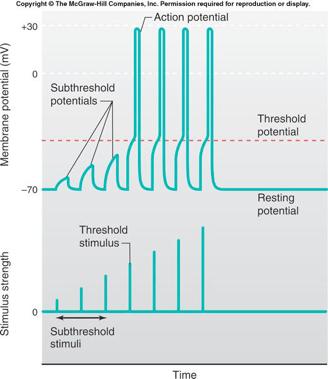 Action potentials Four action potentials, each the result of a stimulus strong
