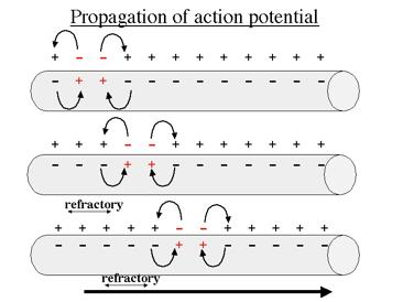 Action potential propagation down the axon The propagation of the action