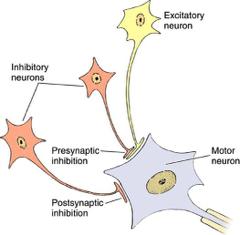 Excitatory vs Inhibitory Influences: