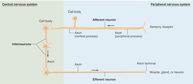 CNS PNS CNS = brain + spinal cord; all parts of interneurons are in the CNS PNS: (1) afferent neurons (their activity affects
