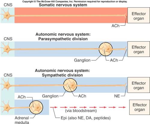 Contrast autonomic and somatic components of the nervous system Voluntary Command: MOVE!