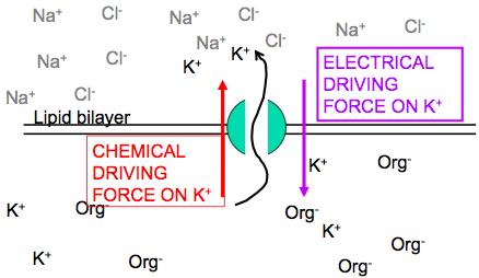 When ne K + mves ut thrugh a nn-gated K selective channel by a chemical driving frce, an electrical driving frce ppsing it is created (less than the chemical but still present) and the membrane