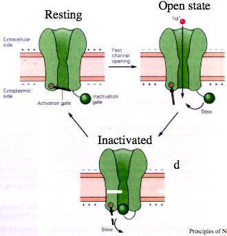 Open: when the membrane deplarises Inactivated (n ins pass thrugh) à stay inactivated as lng as the membrane is deplarised Vltage gates and inactivatin gates Vltage gated Na + channels stay