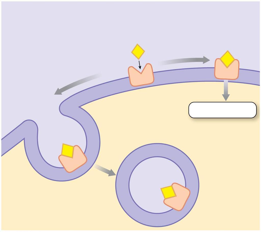 Extracellular fluid Ligand bindsto a cellmembrane receptor protein.