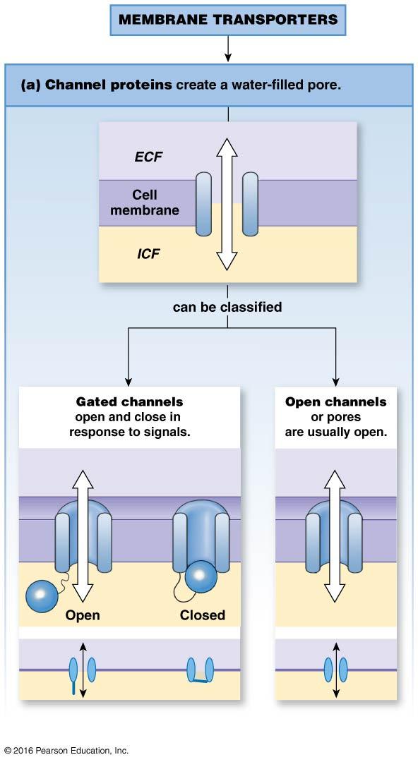 Channels Receptor-ligand complex brought into the cell Receptor Eventsin the cell Water channels Ion