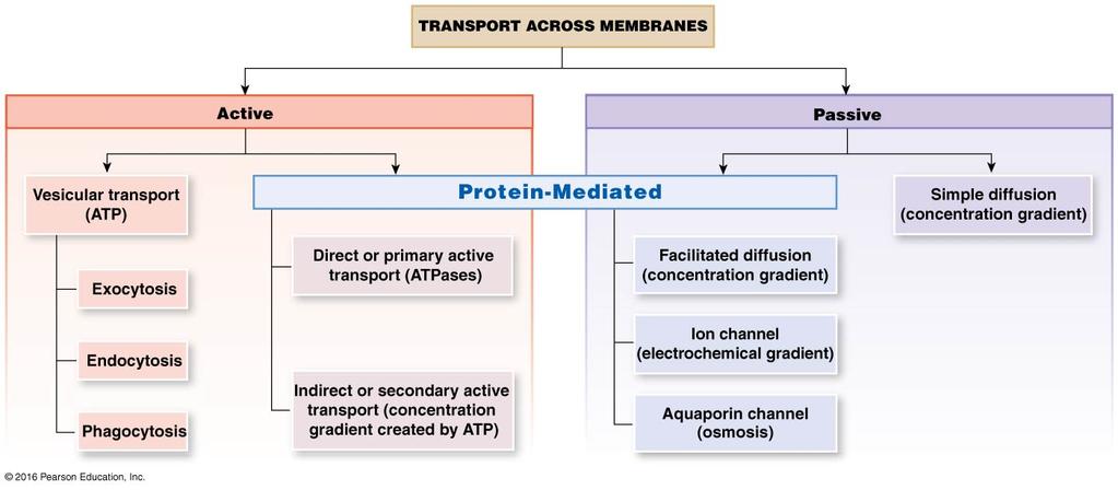 membranes areselectively permeable Permeable