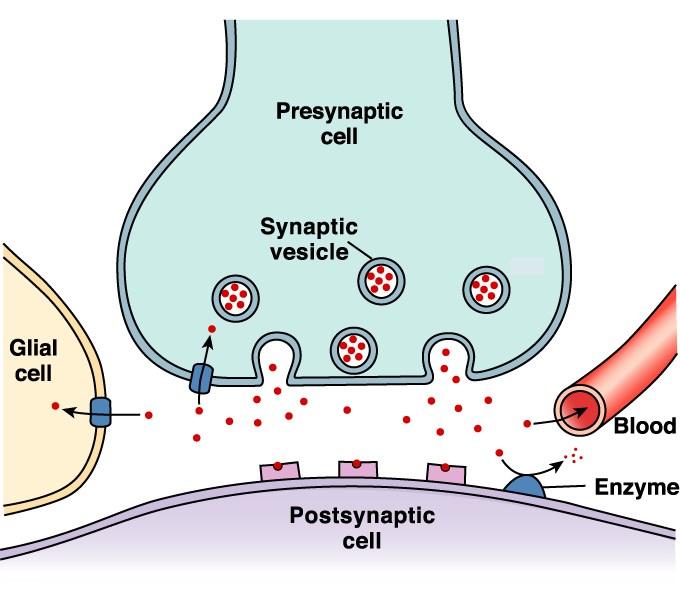 Neurotransmitter Removal NTs are removed from the synaptic cleft via: