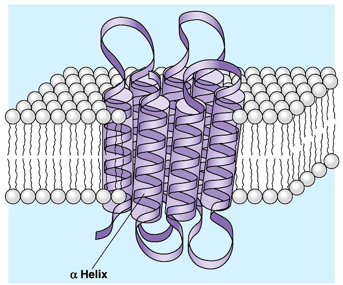 fast transport high outside NH 3 cell salt low The Bouncer How do you build a semi-permeable cell membrane?