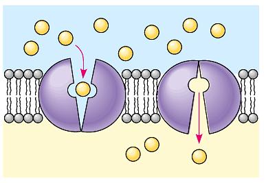 need? protein channels in bi- membrane Active Transport Globular proteins act as ferry for specific molecules