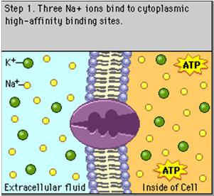 WH Getting through cell membrane Passive transport diffusion of hydrophobic (s) molecules high low concentration gradient Facilitated transport