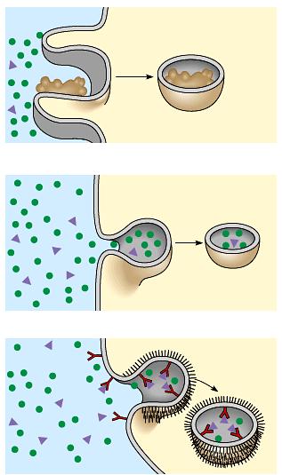 phagocytosis = cellular eating pinocytosis = cellular drinking receptor-mediated