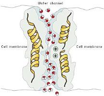 O out of cell = ATP plant cell turgid 1991 2003 Aquaporins Water