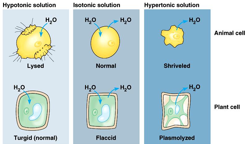 water Managing water balance Cell survival depends on balancing water uptake & loss water hypotonic
