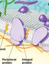 Membrane Proteins Proteins determine most of s specific functions cell &
