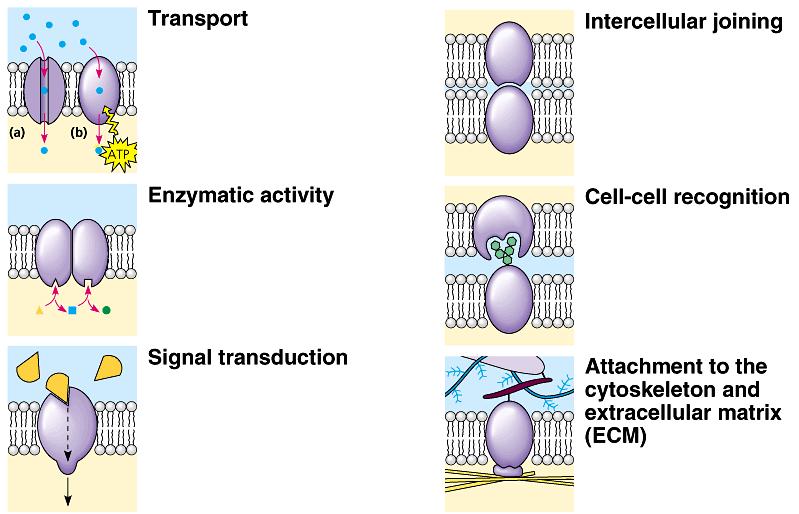 Membrane Carbohydrates Play a key role in cell-cell recognition ability of