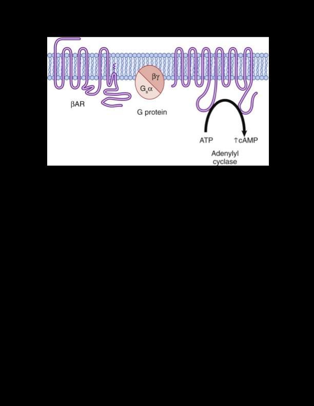 β-adrenergic receptor signal transduction cascade.