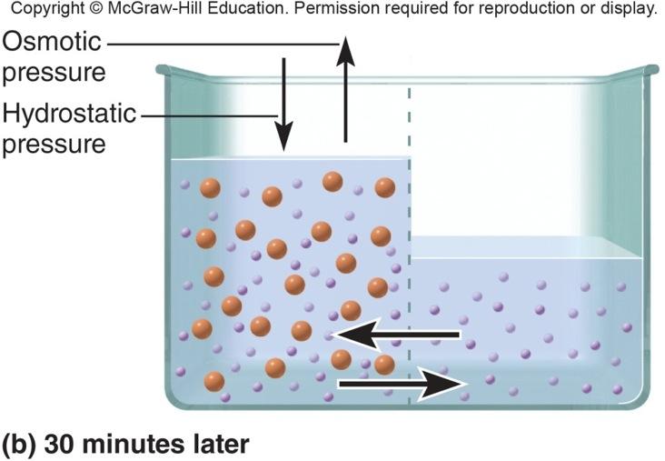 Osmosis Osmotic pressure hydrostatic pressure required to stop osmosis Increases as amount of nonpermeating solute rises!