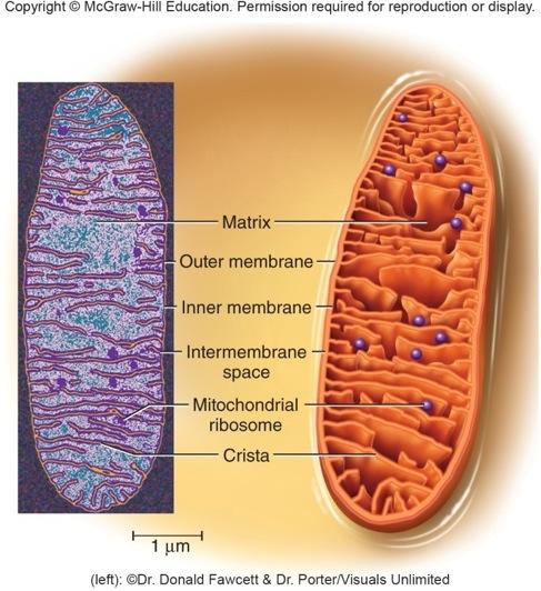 Mitochondria Mitochondria organelles specialized for synthesizing ATP Continually change shape from spheroidal to thread-like Surrounded by a double membrane Inner membrane has folds called cristae