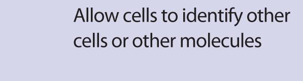 identify other cells or other molecules Important because cells aren t