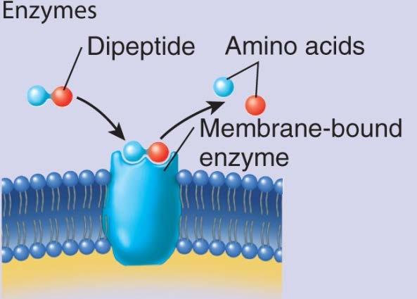 Membrane Proteins: V.