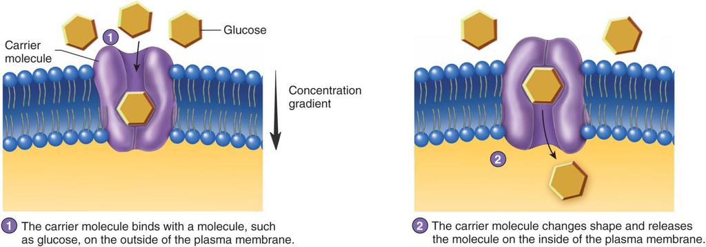 Passive Transport Mechanisms C. Facilitated Diffusion Amino acids & glucose go into the cell and area going out of the cell can t occur via direct diffusion because they are too big.