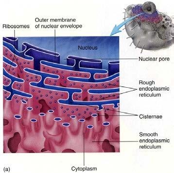 IX. The Nucleus & Cytoplasmic Organelles B.