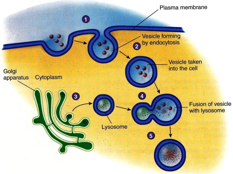 IX. The Nucleus & Cytoplasmic Organelles F.