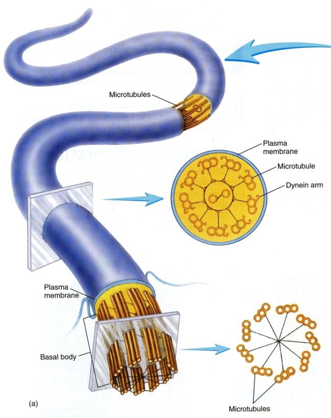IX. The Nucleus & Cytoplasmic Organelles L.