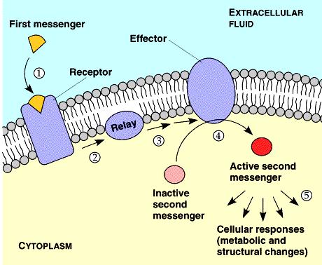 receptor activation
