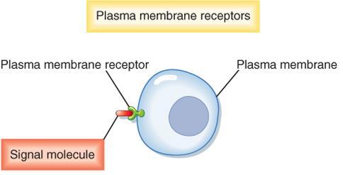 present in the plasma