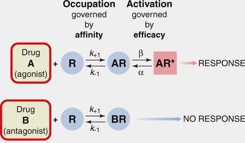 ligand-receptor interaction: affinity vs efficacy
