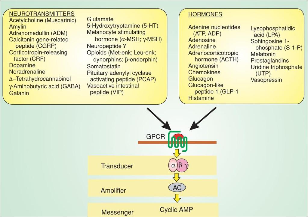 some GPCRs signal by