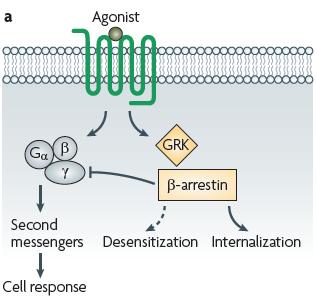 classical model of GPCR signalling signalling is mediated by Ga and bg only
