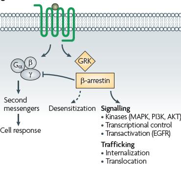 current view of GPCR signalling signalling is mediated by Ga and bg as well as