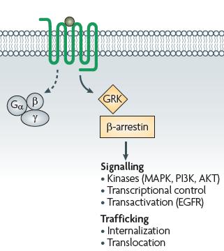 biased agonism or stimulus trafficking original notion Ligands that bind GPCR have unbiased preference towards G protein and b-arrestin mediated downstream signalling