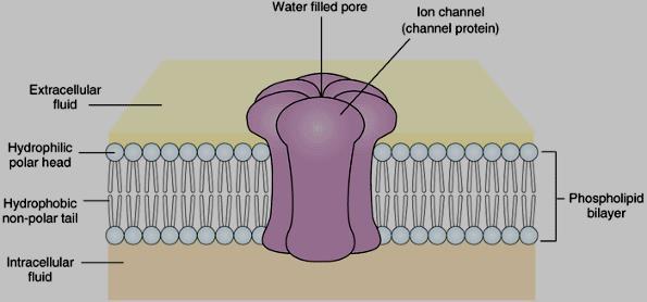 ion channels receptors with holes can be activated by changes in membrane potential binding of particular ligands changes in ph, temperature, cell volume changes in