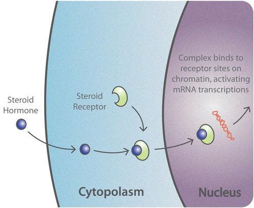 intracellular receptors nuclear hormone receptors intracellular ionotropic