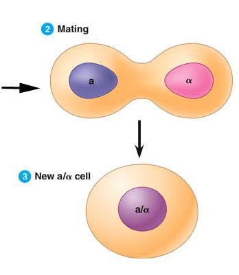 receptors are primitive means for cell