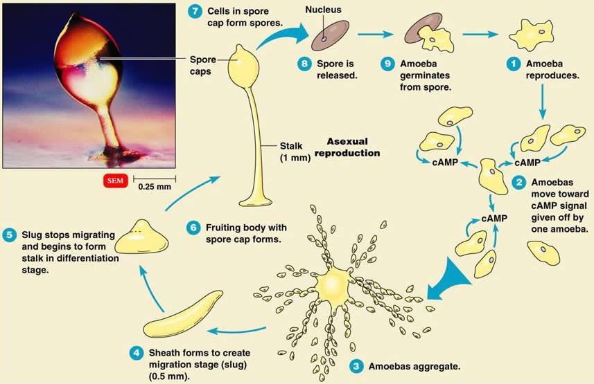 receptors are primitive means for survival slime mold