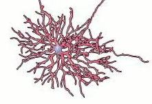 Glial cells and neurotransmission Astrocyte