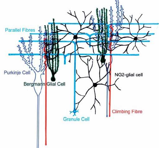 Glia are intimate functional elements in the neuronal network The cerebellar
