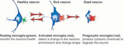 Functions of Glia Maintain the ionic milieu of nerve cells Modulate the rate of electrical signal propagation Microglial cells; primary scavengers in the brain Provide a scaffold for