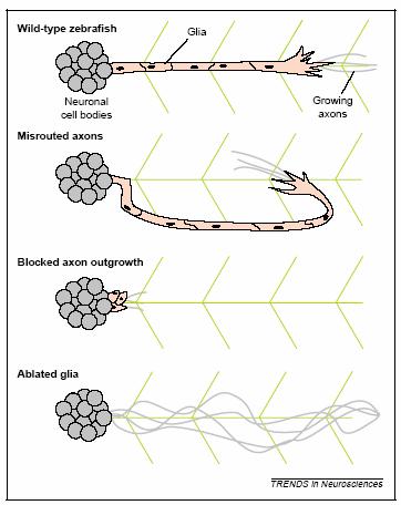 Glial role in....nerve assembly.