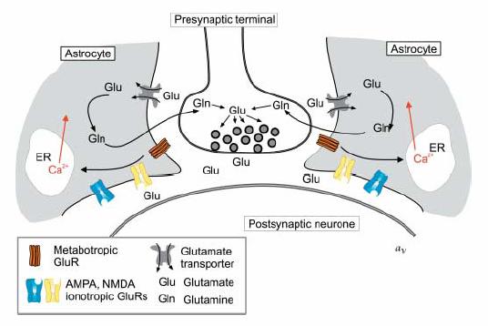 NT-mediated Neuronal-Glial Signalling NT release activates several types of ionotropic, metabotropic receptors & NT transporters.
