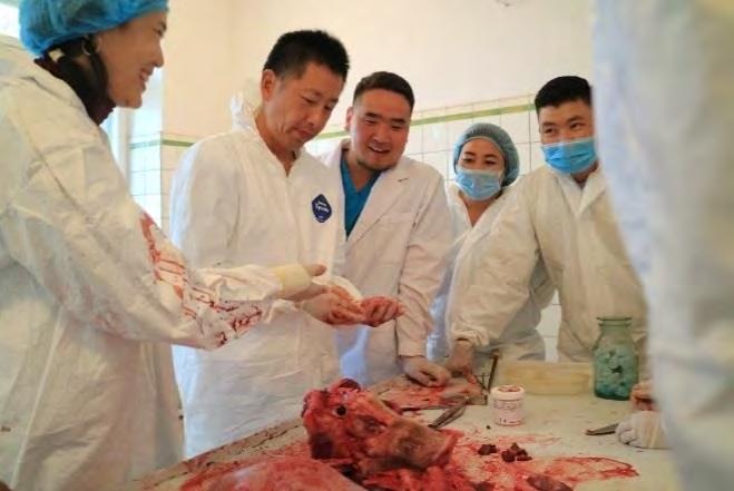 Technical support in the fight against FMD and TADs for Mongolia through the