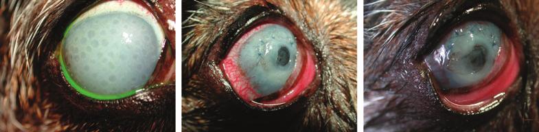 Clinical photograph illustrating the appearance of the right eye of dog 1 6 months postoperatively. Note the accumulation of debris around the KP and corneal reaction.