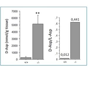 Moreover, the D-Asp/L-Asp ratio determined by LC-MS/MS (0.012 for Ddo -/- mice and 0.441 for Ddo +/+, see Fig 6.6) was approximately coincident with those previously obtained by HPLC measurements (0.