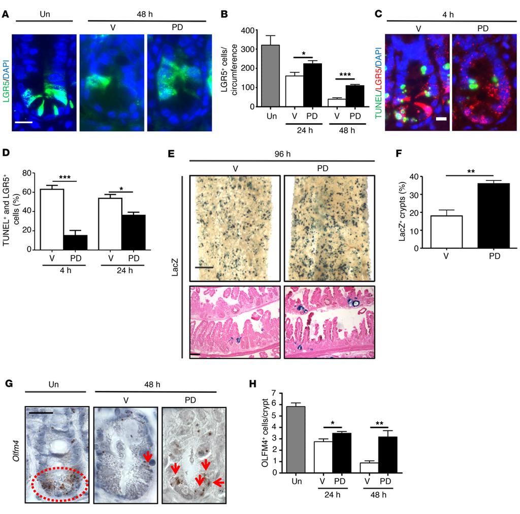 The Journal of Clinical Investigation Figure 4. PD protects LGR5 + stem cells. Lgr5-EGFP or lineage-marking Lgr5-EGFP Rosa B/+ mice were pretreated with vehicle or PD and subjected to 15 Gy TBI.
